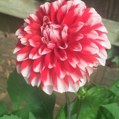 Bedding Dahlia