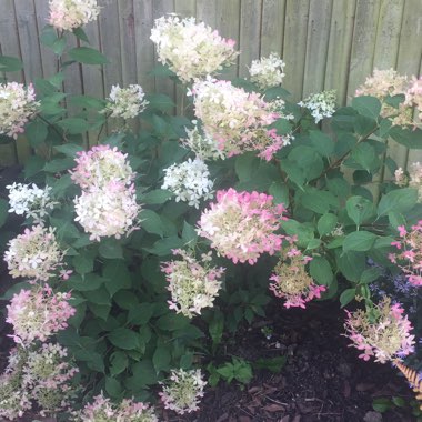 Hydrangea Phantom