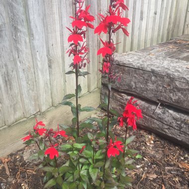 Lobelia 'Fan Scarlet'