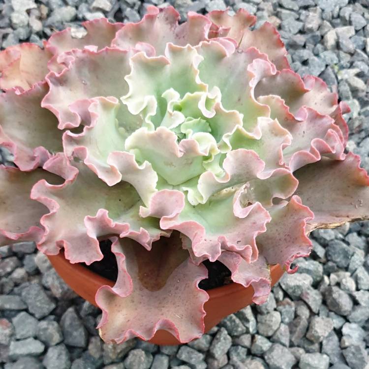 Plant image Echeveria Curls