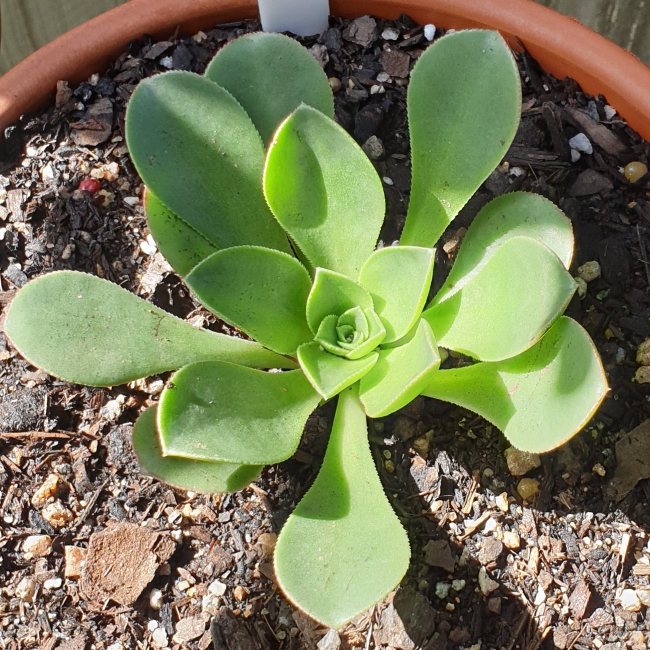 Plant image Aeonium Lindleyi v. Lindleyi