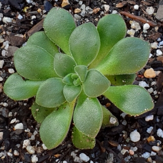 Plant image Aeonium Ciliatum