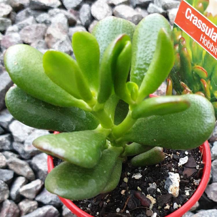 Plant image Crassula Ovata 'Gollum'