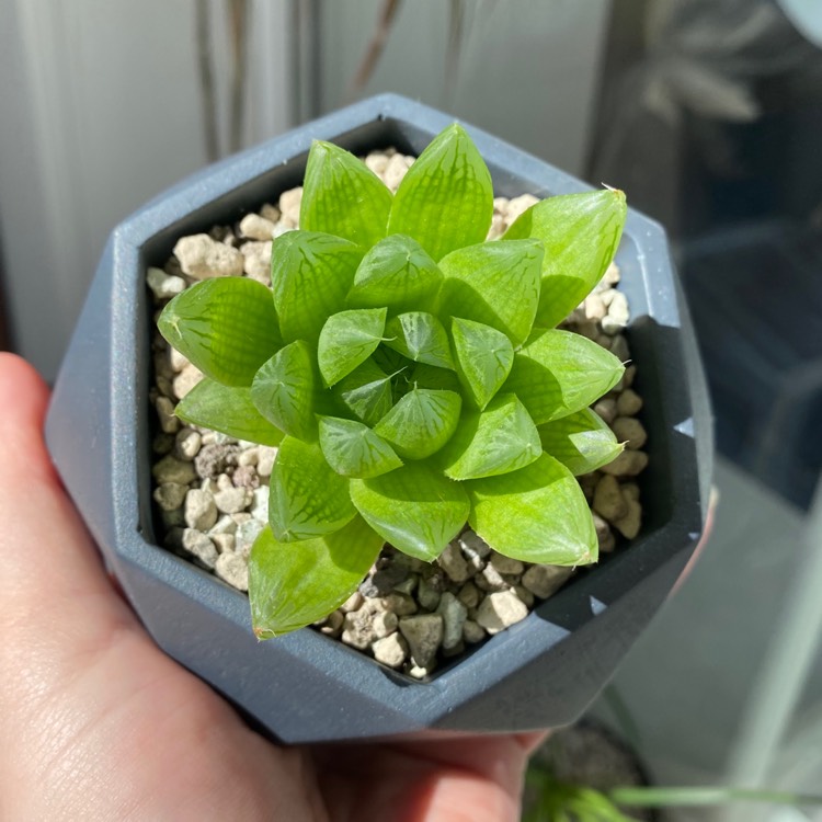 Plant image Haworthia cooperi