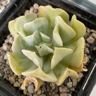 Echeveria 'Runyonii Topsy Turvy'