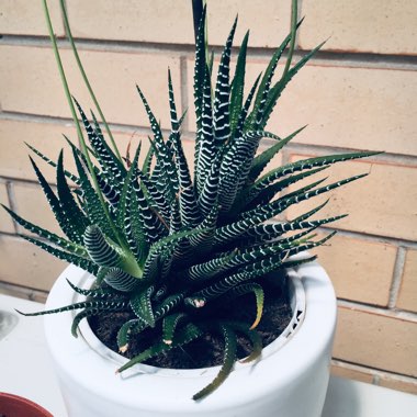 Haworthia 'Zebra'