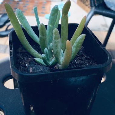 Crassula Ovata 'Ogre Ears'