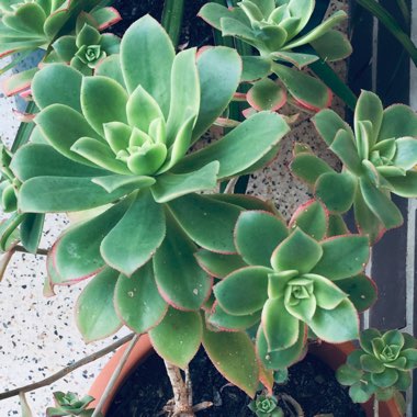 Aeonium (Unknown Variety)