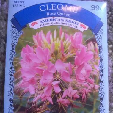 Cleome hassleriana 'Rose Queen'