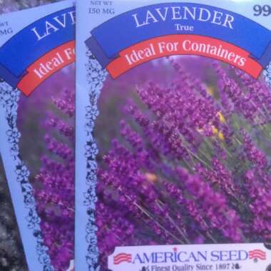 Lavandula