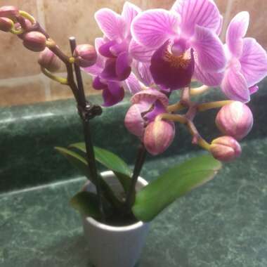 Phalaenopsis amabilis (Miniature)