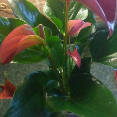 Anthurium (Andraeanum Group)  syn. Anthurium andraeanum