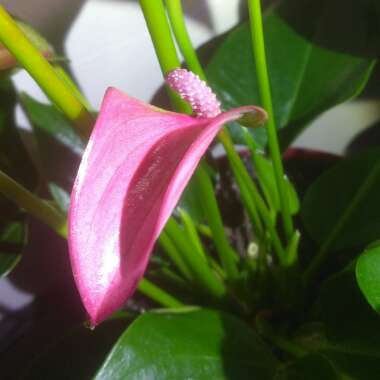 Anthurium (Andraeanum Group)  syn. Anthurium andraeanum