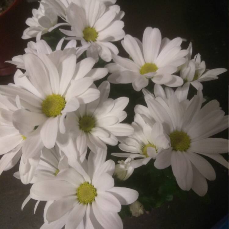 Plant image Chrysanthemum 'Baby Tears'