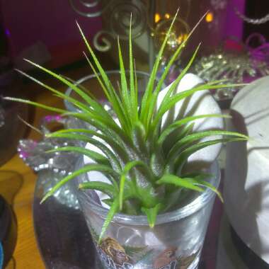 Tillandsia