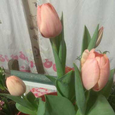 Tulipa