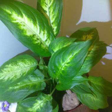 Dieffenbachia