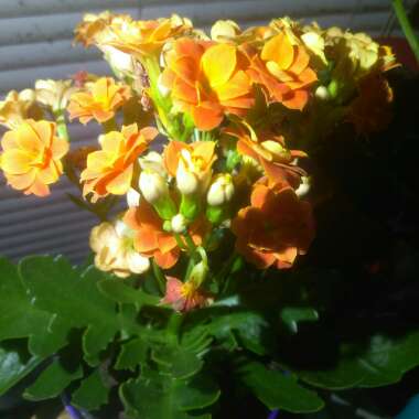 Kalanchoe