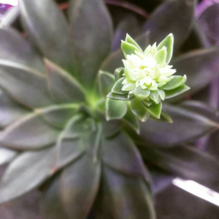 Plant image Echeveria Serrana