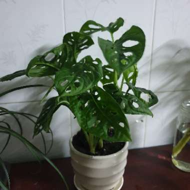 Adanson's Monstera