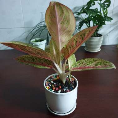 Chinese Evergreen 'Legacy'