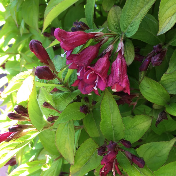 Plant image Weigela 'Olympiade' syn. Weigela 'Briant Rubidor', Weigela 'Rubidor', Weigela 'Rubigold'