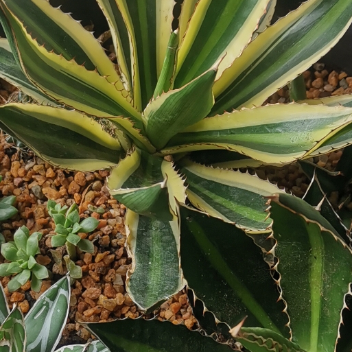 Plant image Agave lophantha 'Quadricolour'