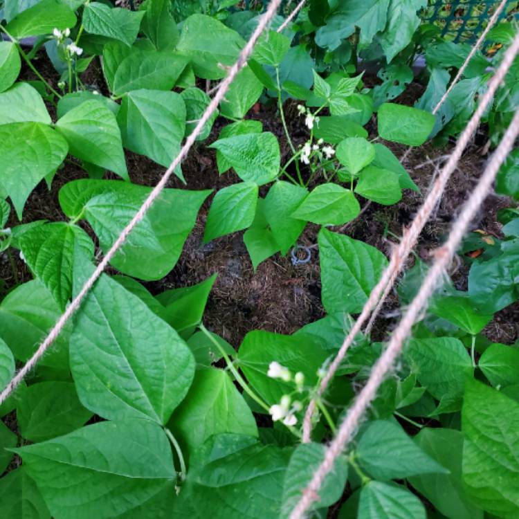 Plant image Phaseolus Vulgaris 'Contender'