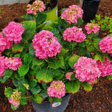 Hydrangea macrophylla 'Altona'