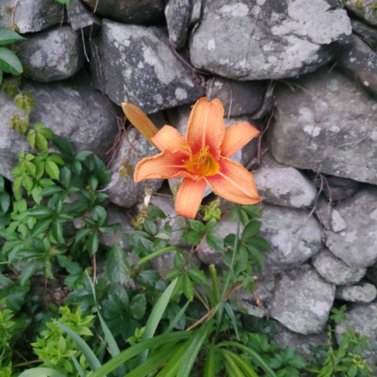 Plant image Lilium 'Tiny Invader'