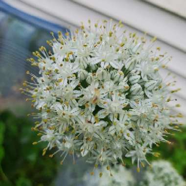 Allium karataviense 'Ivory Queen'