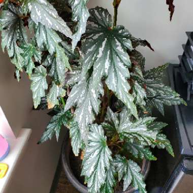 Begonia coccinea