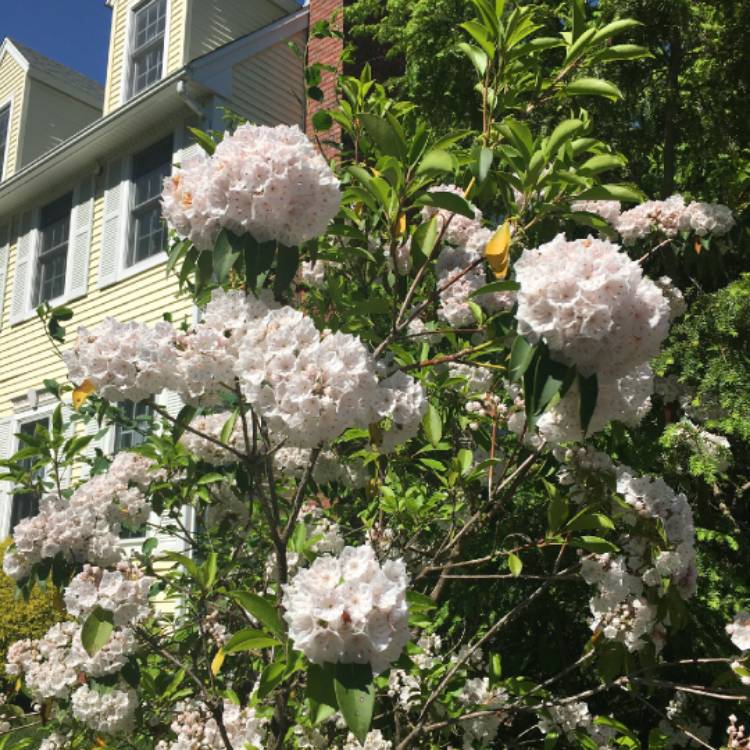 Plant image Rhododendron 'Natural Happiness'