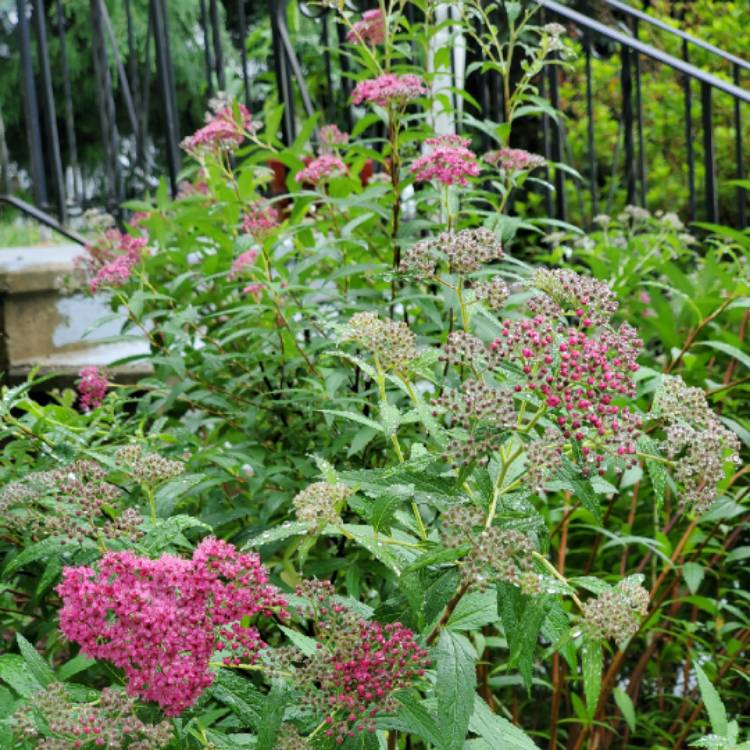 Plant image Spiraea thunbergii 'Ogon'