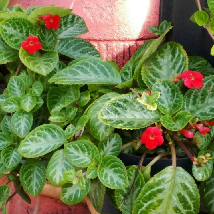 Plant image Episcia Cupreata