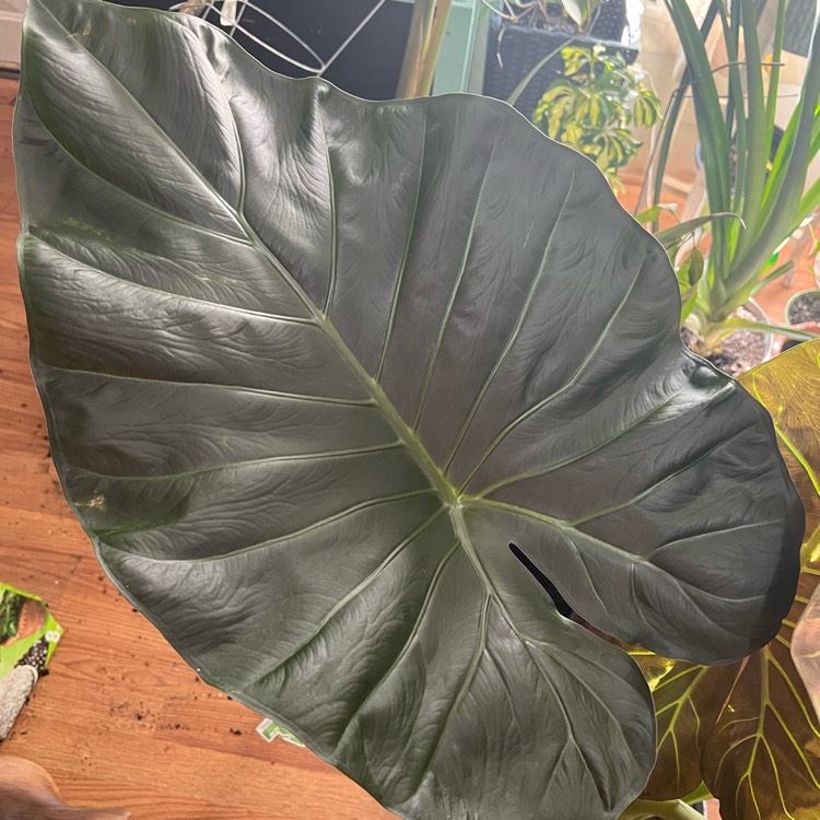 Plant image Alocasia 'Regal Shield'