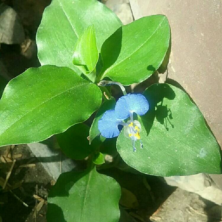 Plant image Commelina Communis