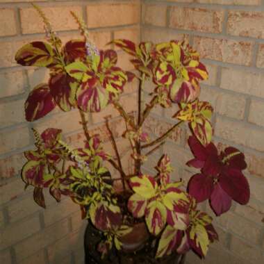 Coleus