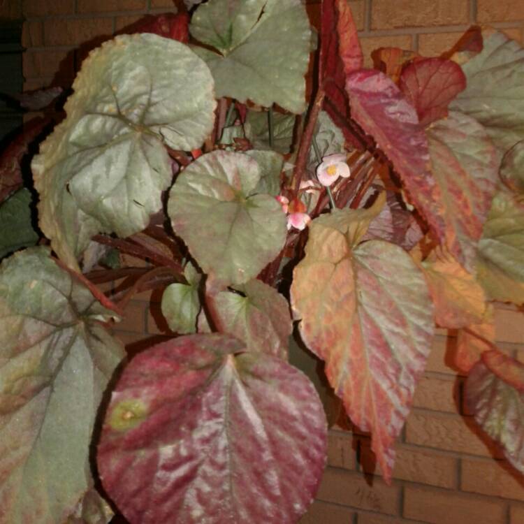 Plant image Begonia (Rex Cultorum Group) 'Inca Fire' syn. Begonia rex 'Inca Fire'