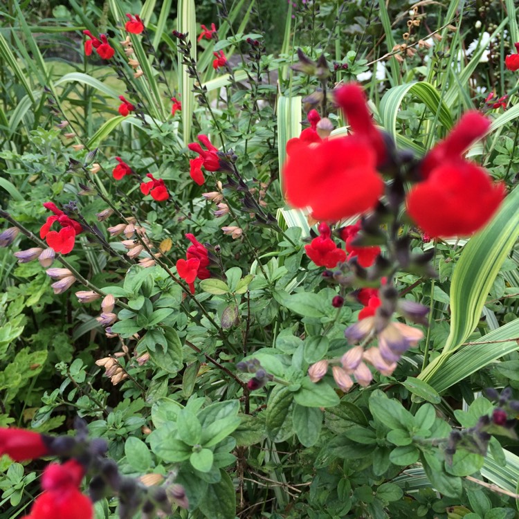 Plant image Salvia greggii 'Mirage™ Cherry Red'