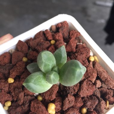 Pachyphytum 'Compactum'