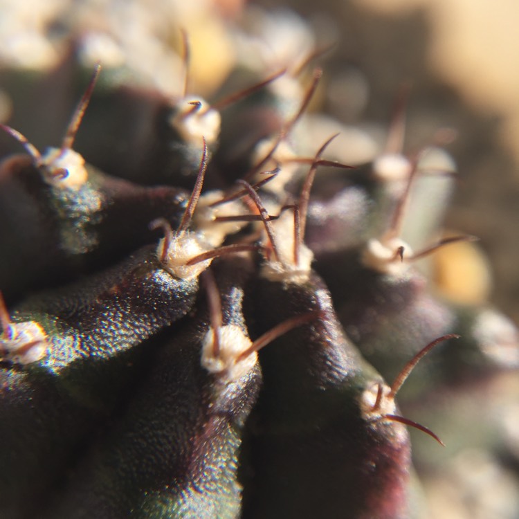 Plant image Gymnocalycium mihanovichii