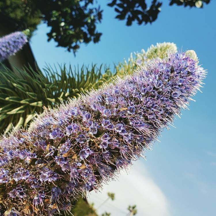 Plant image Echium candicans syn. Echium fastuosum