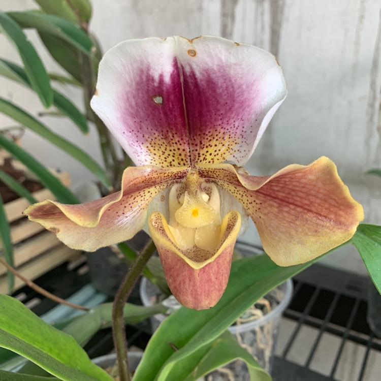 Plant image Paphiopedilum 'Chi Chi'