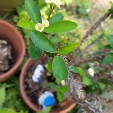 Crown Of Thorns 'Dwarf Cream'