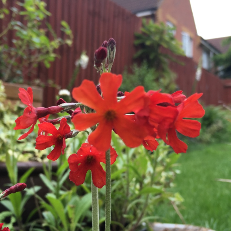 Primula waltonii