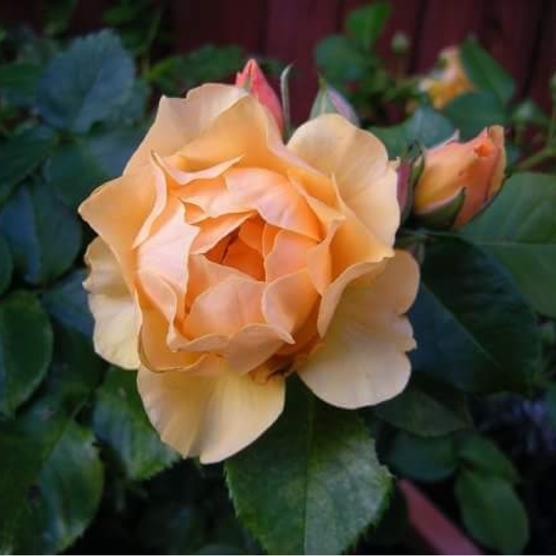 Rose (Floribunda)