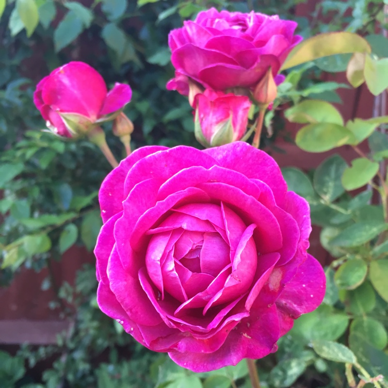 Floribunda Rose 'Old Port'