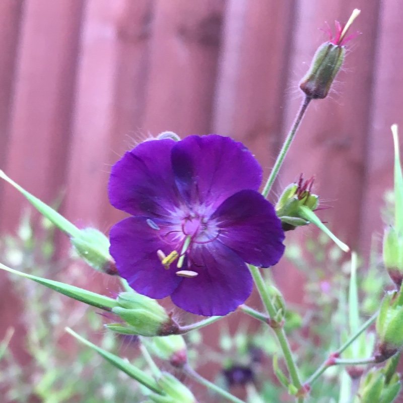 Plant image Geranium phaeum 'Raven'