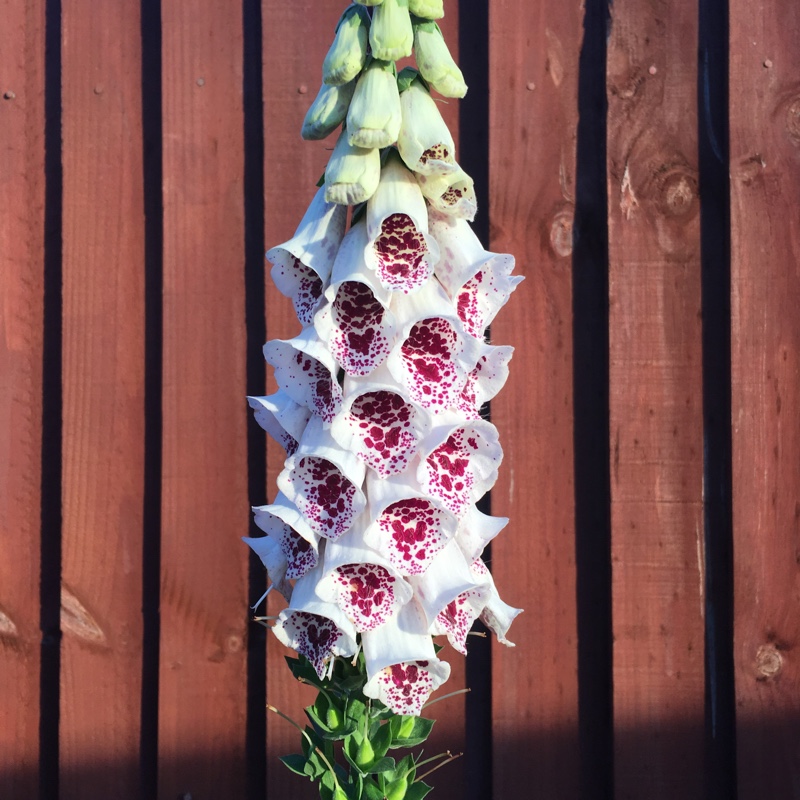 Plant image Digitalis purpurea 'Dalmatian White'